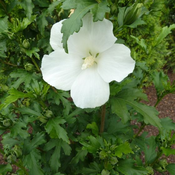 Hibiscus Syriacus Totus Alba Altheastruik Laagste Prijs