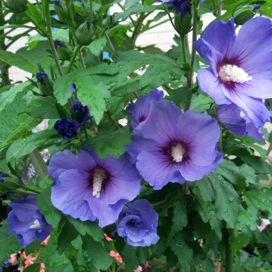 Hibiscus Syriacus Oiseau Bleu Op Stam Altheastruik Laagste Prijs