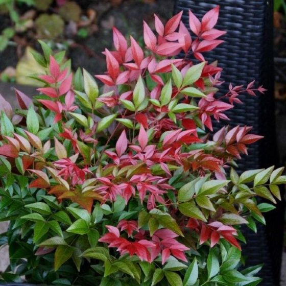 Nandina Domestica Obsessed Hemelse Bamboe Laagste Prijs