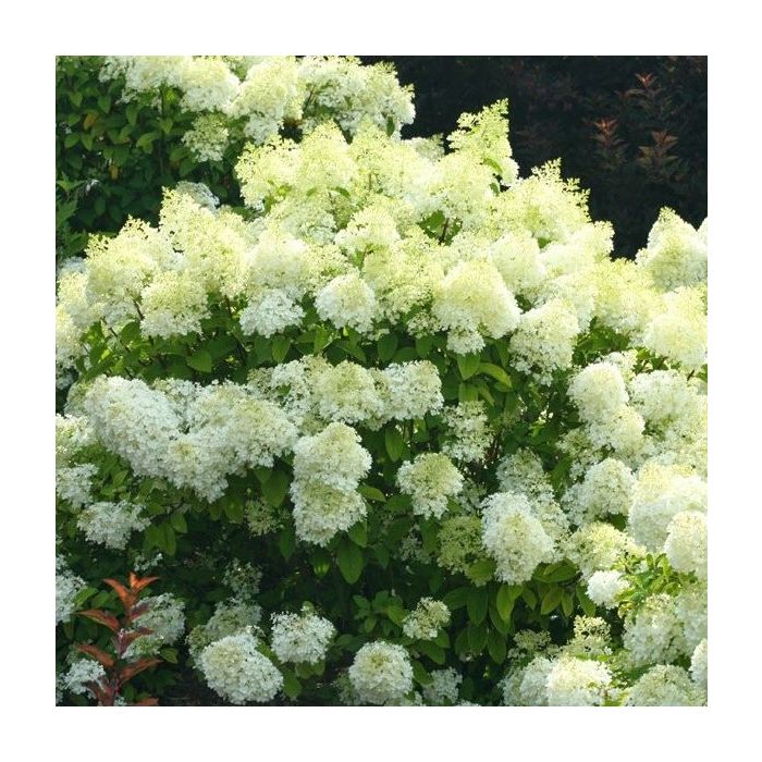 Hydrangea paniculata 'Bobo' - Pluimhortensia