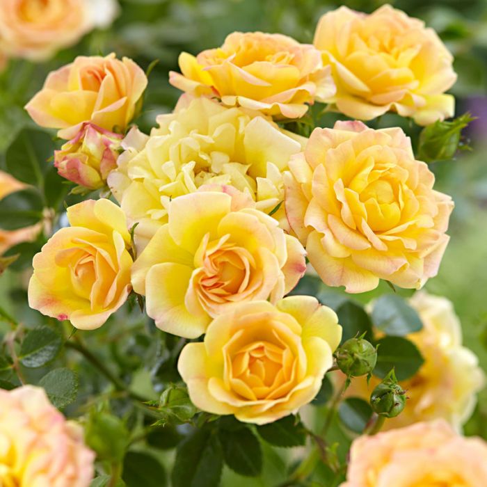 Rosa the Fairy 'Yellow' - Trosroos