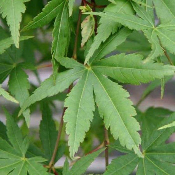 Acer palmatum 'Ryusen' - Japanse Esdoorn