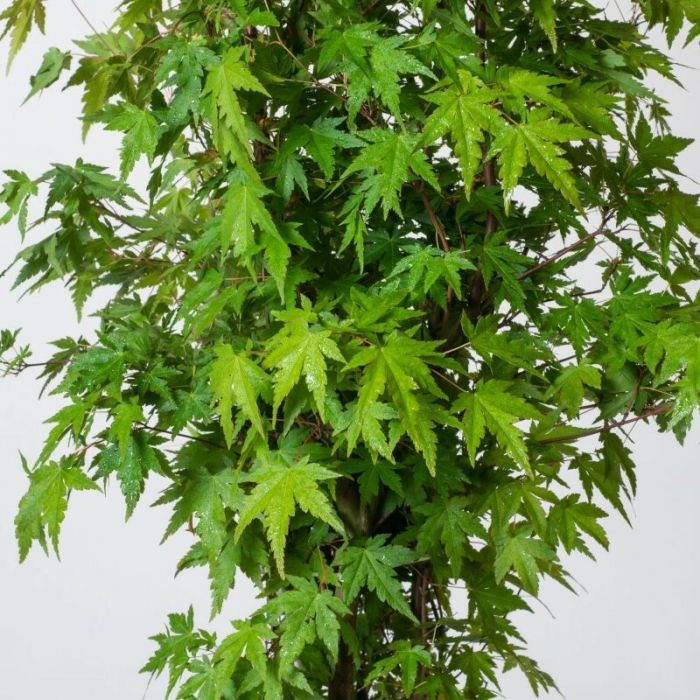 Acer\u0020palmatum\u0020\u002D\u0020Japanse\u0020Esdoorn Acer\u0020palmatum\u0020\u002D\u0020Japanse\u0020Esdoorn