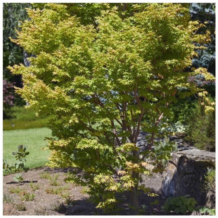 Acer palmatum 'Sangokaku' - Japanse Esdoorn