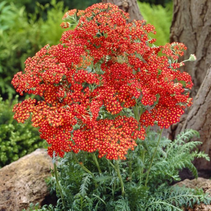 Achillea 'Walther Funcke' - Duizendblad 