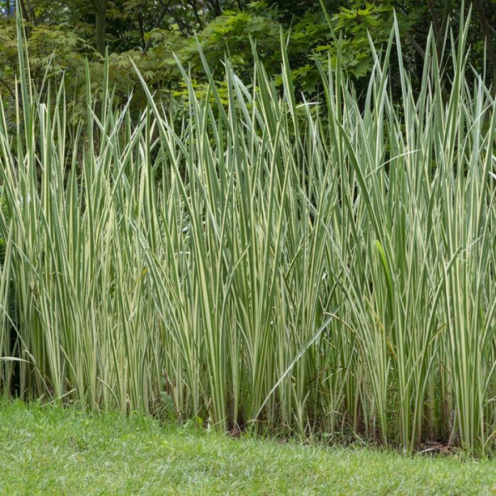 Acorus\u0020calamus\u0020\u002D\u0020Kalmoes Acorus\u0020calamus\u0020\u002D\u0020Kalmoes