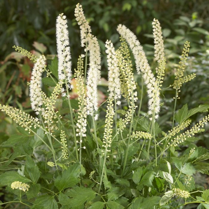 Actaea\u0020simplex\u0020\u0027White\u0020Pearl\u0027\u0020\u002D\u0020Zilverkaars Actaea\u0020simplex\u0020\u0027White\u0020Pearl\u0027\u0020\u002D\u0020Zilverkaars