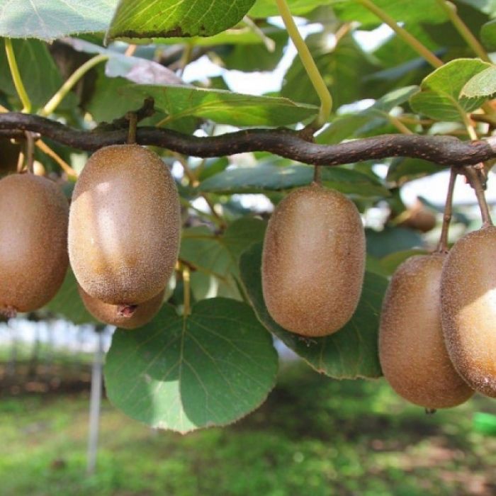 Actinidia deliciosa 'Jenny' - Zelf bestuivende Kiwi