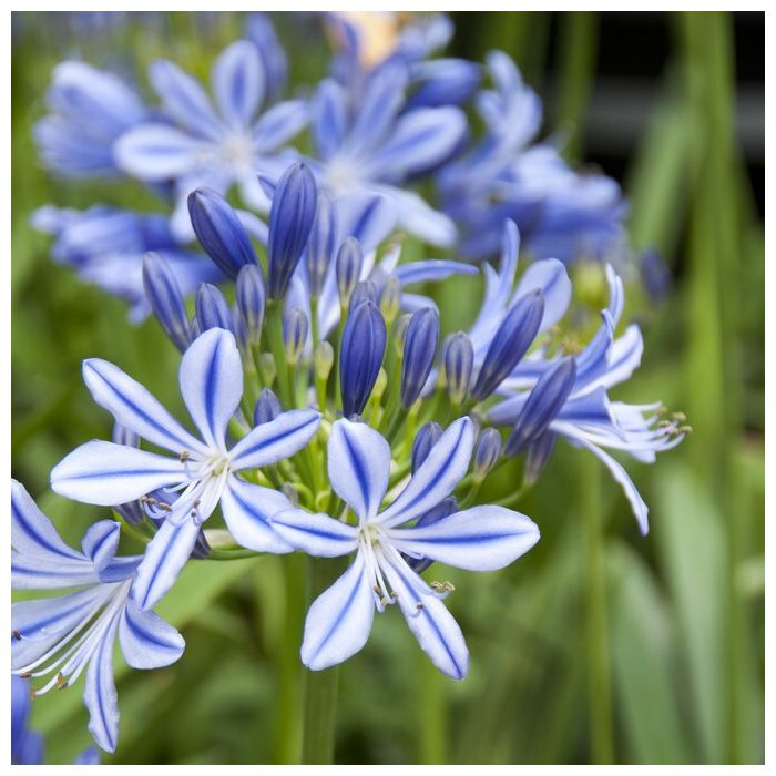 Agapanthus 'Charlotte' - Afrikaanse Lelie