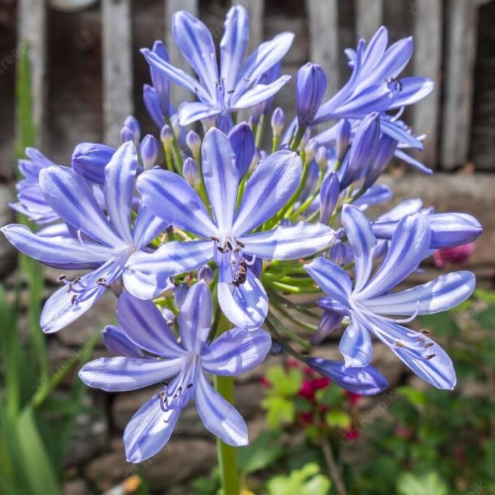 Agapanthus 'Suzan' - Afrikaanse Lelie