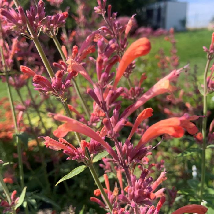 Agastache 'Fleur' - Anijsnetel, Dropplant 