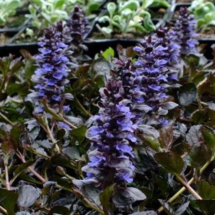 Ajuga reptans 'Black Scallop' - Zenegroen