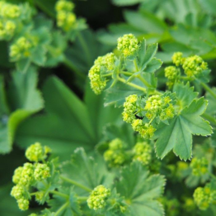 Alchemilla vulgaris - Vrouwenmantel