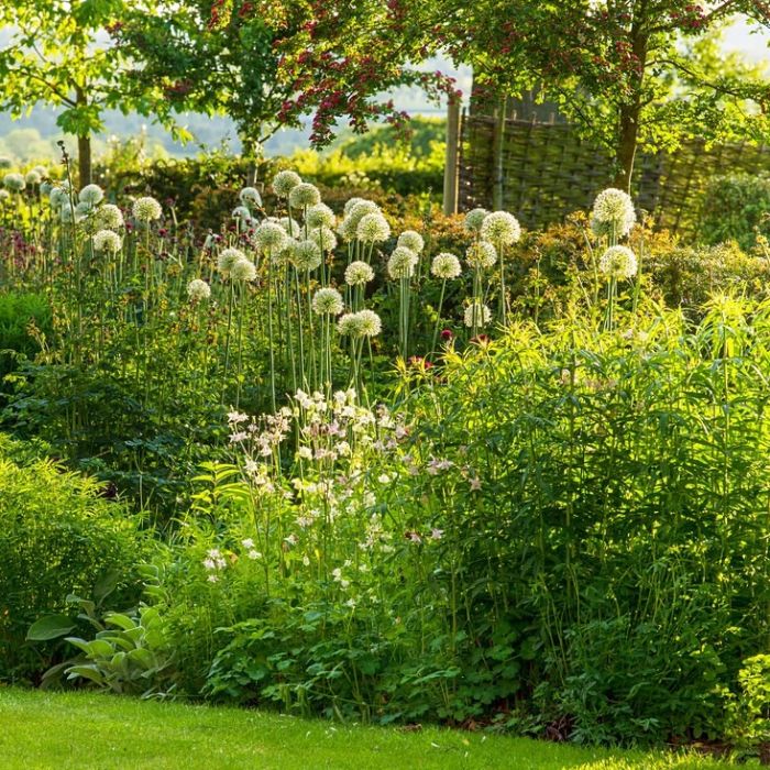 Allium 'Mount Everest' - Sierui Allium 'Mount Everest' - Sierui