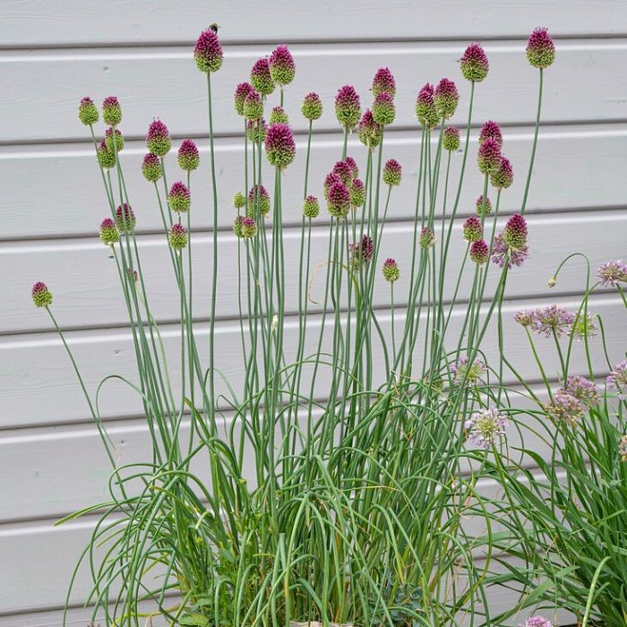 Allium sphaerocephalon - Kogellook