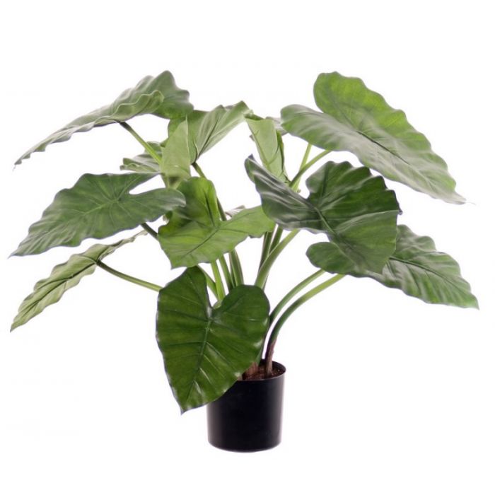 Alocasia\u0020calidora\u0020\u2195\u002060cm Alocasia\u0020calidora\u0020\u2195\u002060cm