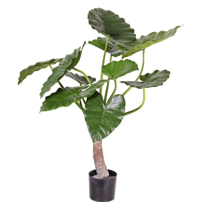Alocasia calidora op Stam ↕ 80cm