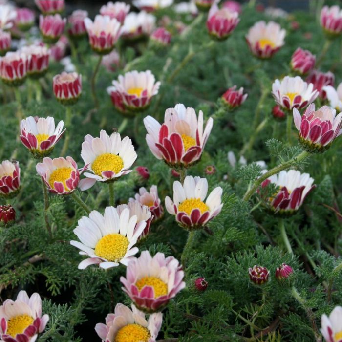 Anacyclus\u0020pyrethrum\u0020depressus\u0020\u002D\u0020Marokkaanse\u0020Kamille Anacyclus\u0020pyrethrum\u0020depressus\u0020\u002D\u0020Marokkaanse\u0020Kamille