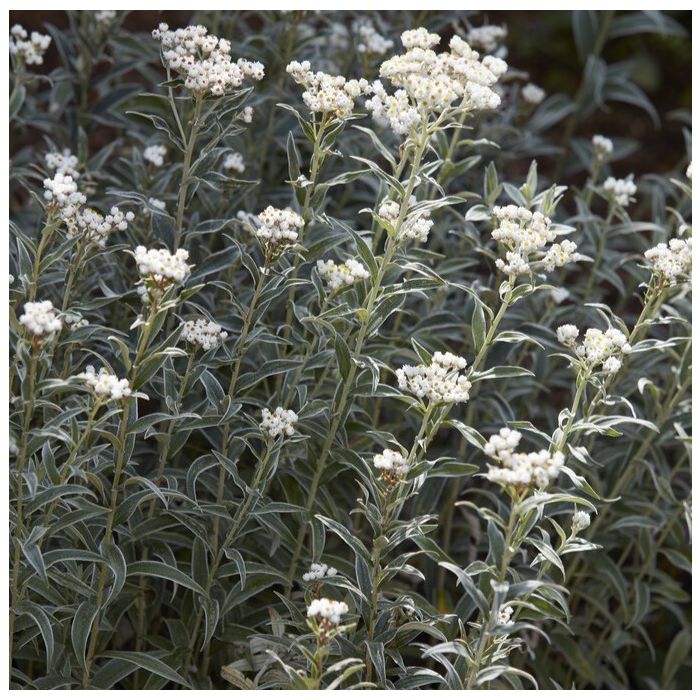 Anaphalis margaritacea - Siberische Edelweiss