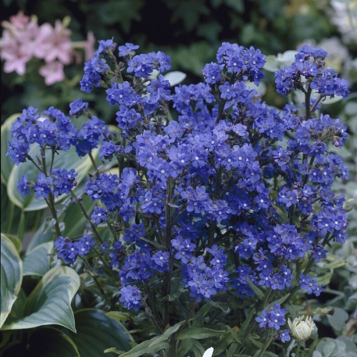 Anchusa\u0020azurea\u0020\u2013\u0020Ossetong Anchusa\u0020azurea\u0020\u2013\u0020Ossetong