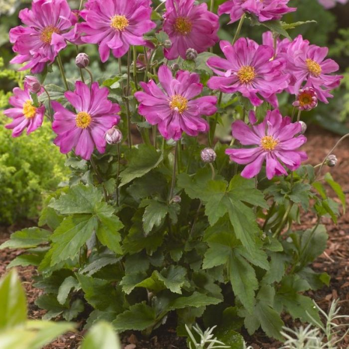 Anemone hupehensis 'Prinz Heinrich' - Herfstanemoon