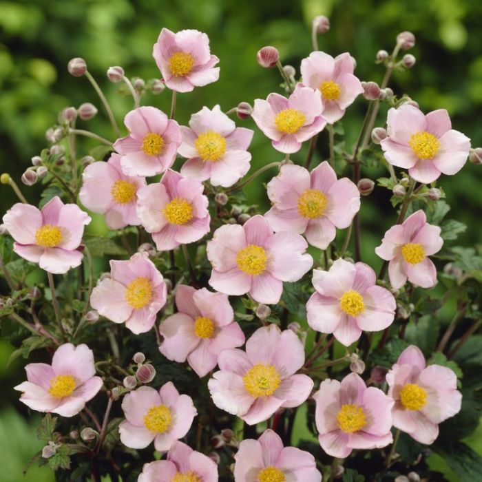 Anemone tomentosa 'Robustissima' - Herfstanemoon