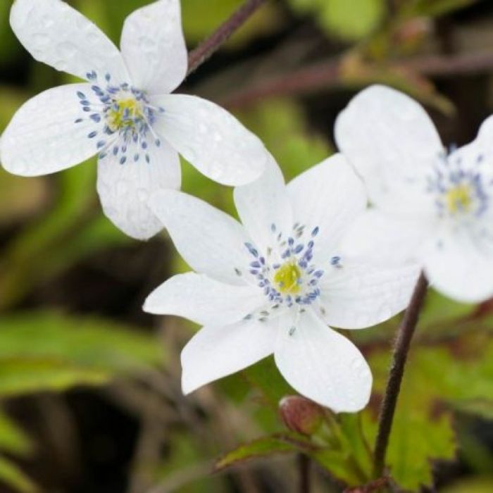 Anemone rivularis - Anemoon