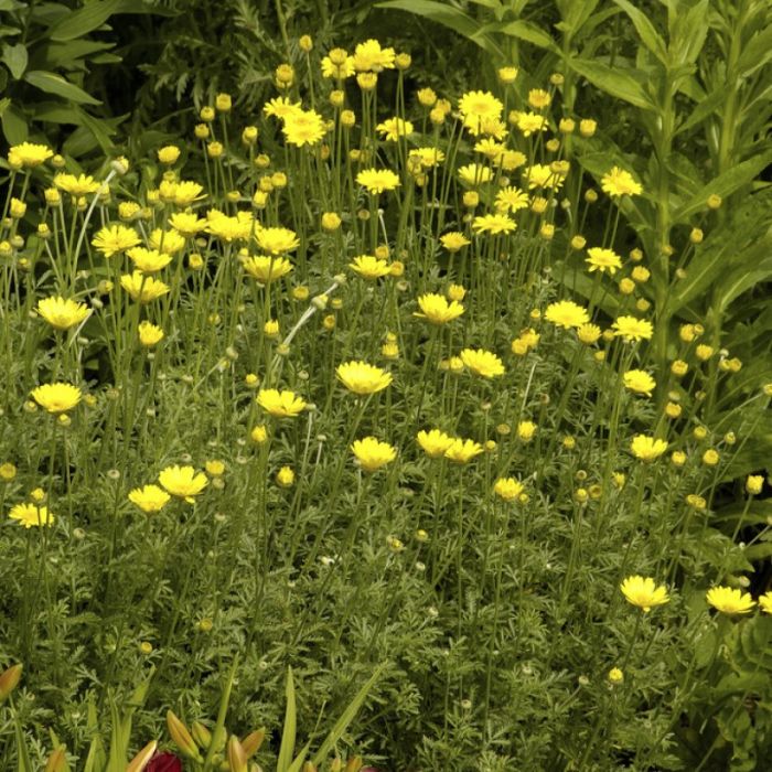 Anthemis hybrida 'Kelwayi' - Kamille