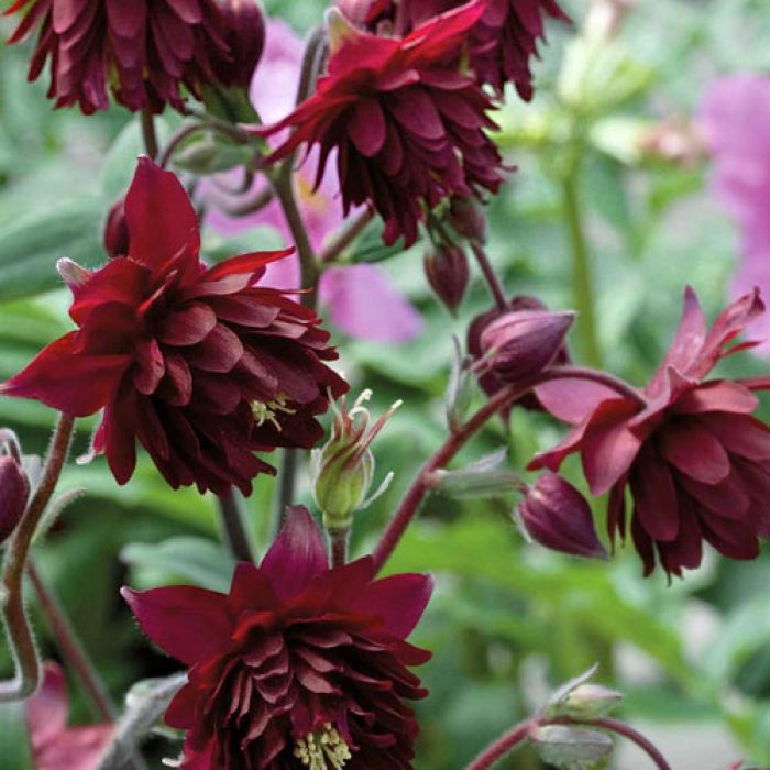 Aquilegia vulgaris 'Ruby Port' - Akelei