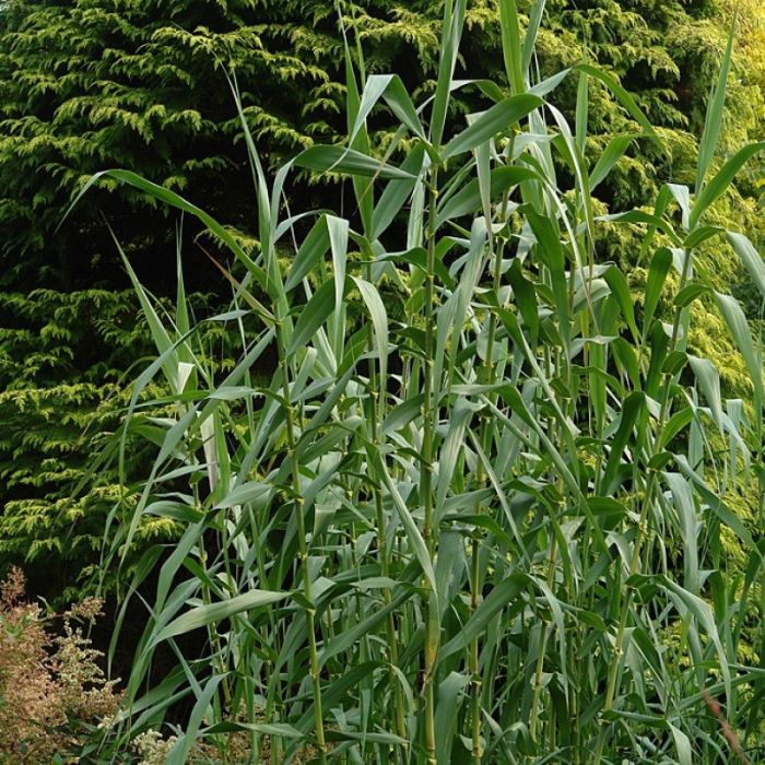 Arundo donax - Pijlriet of Mammoetgras