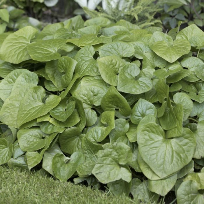 Asarum caudatum - Mansoor