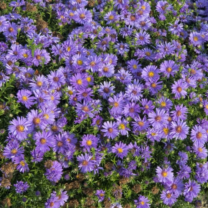 Aster\u0020dumosus\u0020\u0027Augenweide\u0027\u0020\u002D\u0020Herfstaster Aster\u0020dumosus\u0020\u0027Augenweide\u0027\u0020\u002D\u0020Herfstaster