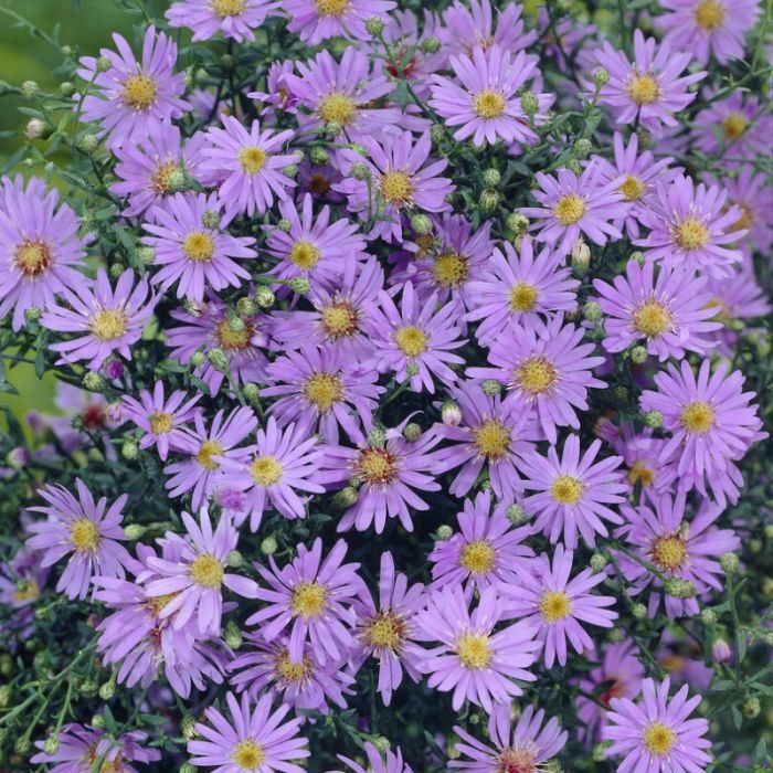 Aster ericoides 'Blue Star' - Heideaster