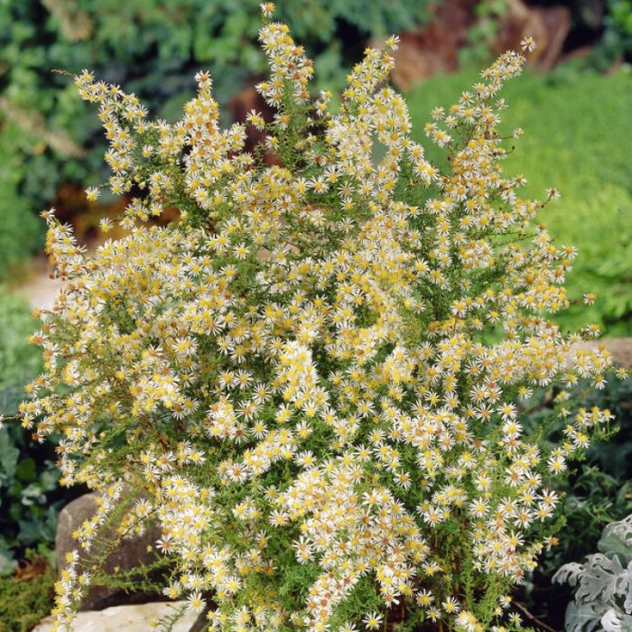 Aster\u0020ericoides\u0020\u0027Golden\u0020Spray\u0027\u0020\u002D\u0020Heideaster Aster\u0020ericoides\u0020\u0027Golden\u0020Spray\u0027\u0020\u002D\u0020Heideaster