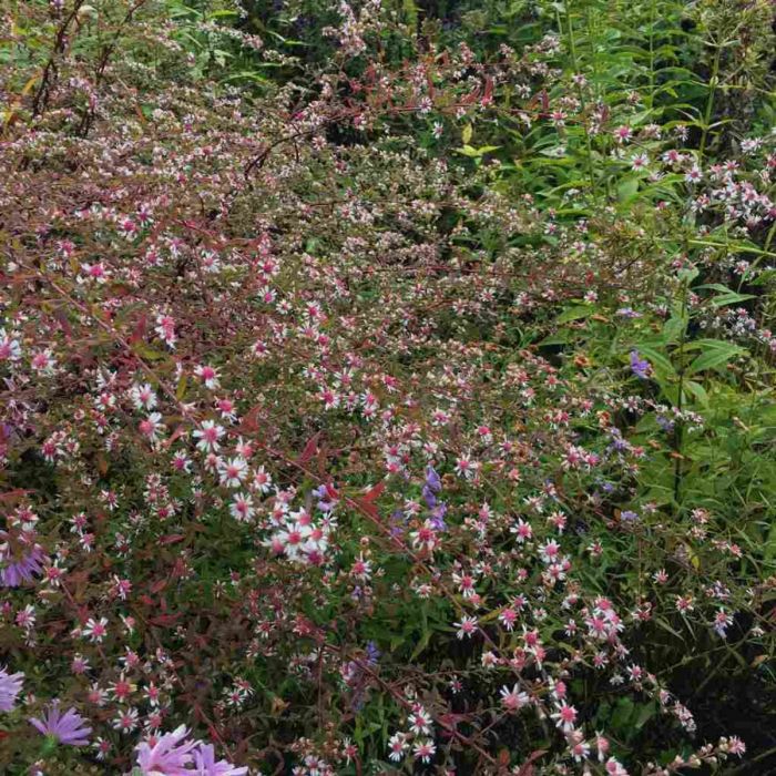 Aster\u0020lateriflorus\u0020\u0027Lady\u0020in\u0020Black\u0027\u0020\u002D\u0020Herfstaster Aster\u0020lateriflorus\u0020\u0027Lady\u0020in\u0020Black\u0027\u0020\u002D\u0020Herfstaster