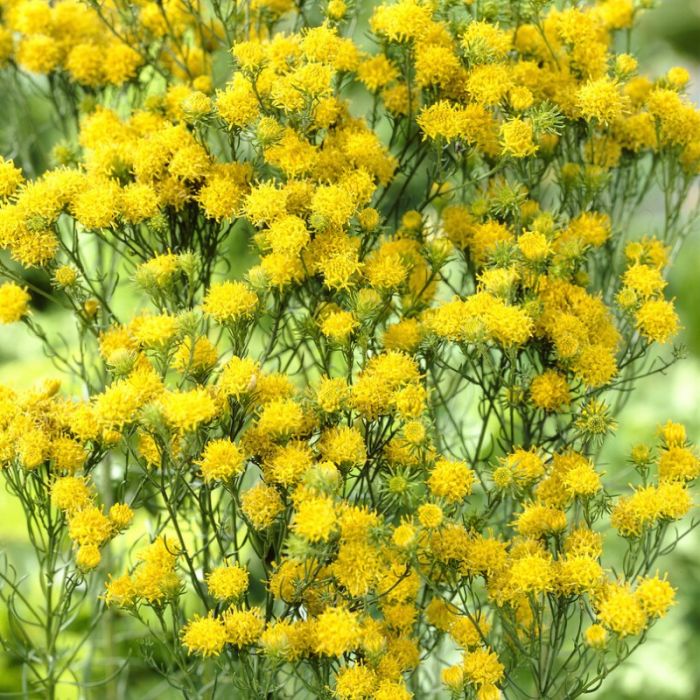Aster linosyris - Kalkaster