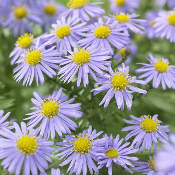 Aster\u0020dumosus\u0020\u0027Mittelmeer\u0027\u0020\u002D\u0020Kussenaster Aster\u0020dumosus\u0020\u0027Mittelmeer\u0027\u0020\u002D\u0020Kussenaster
