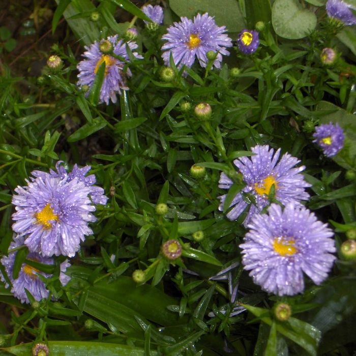 Aster novi-belgii 'Marie Ballard' - Herfstaster