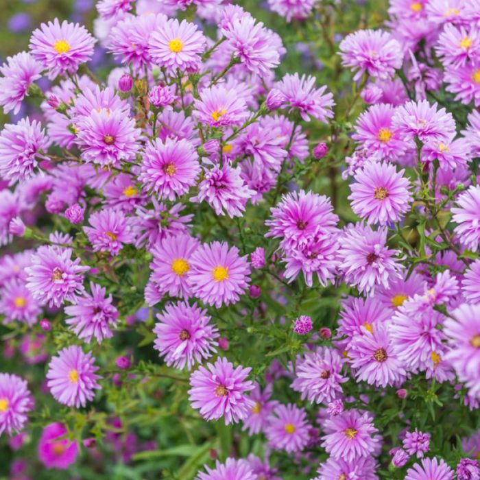 Aster\u0020novi\u002Dbelgii\u0020\u0027Patricia\u0020Ballard\u0027\u0020\u002D\u0020Herfstaster Aster\u0020novi\u002Dbelgii\u0020\u0027Patricia\u0020Ballard\u0027\u0020\u002D\u0020Herfstaster
