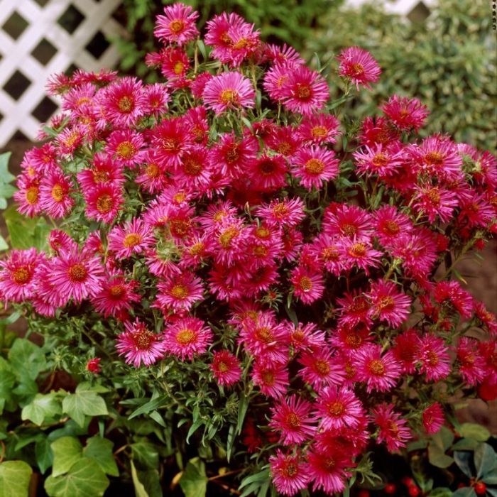 Aster\u0020novae\u002Dangliae\u0020\u0027Andenken\u0020an\u0020Alma\u0020P\u00F6tschke\u0027\u0020\u002D\u0020Herfstaster Aster\u0020novae\u002Dangliae\u0020\u0027Andenken\u0020an\u0020Alma\u0020P\u00F6tschke\u0027\u0020\u002D\u0020Herfstaster