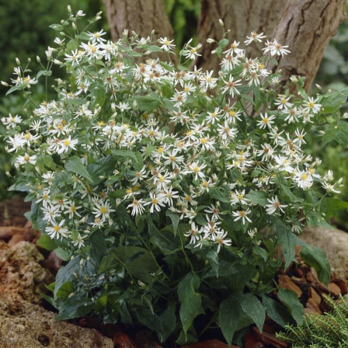 Aster divaricatus - Sneeuwaster