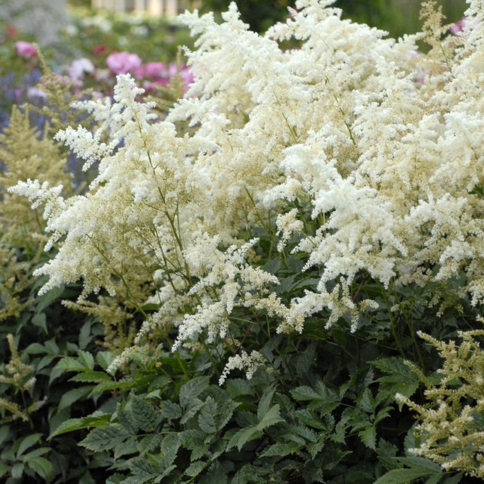 Astilbe japonica 'Deutschland' - Pluimspirea