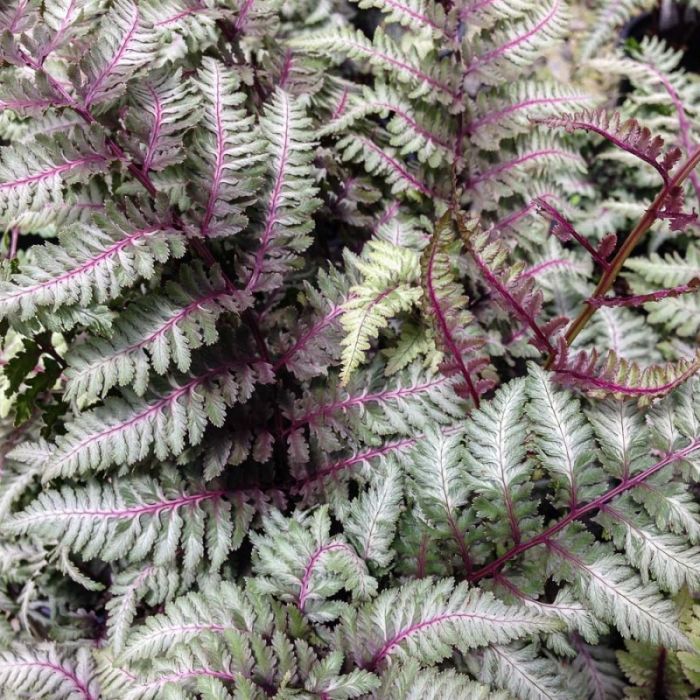Athyrium niponicum 'Pictum' - Japanse Regenboogvaren