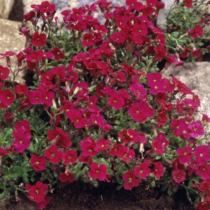 Aubrieta 'Cascade Red' - Randjesbloem
