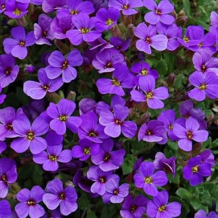 Aubrieta 'Hamburger Stadtpark' - Randjesbloem
