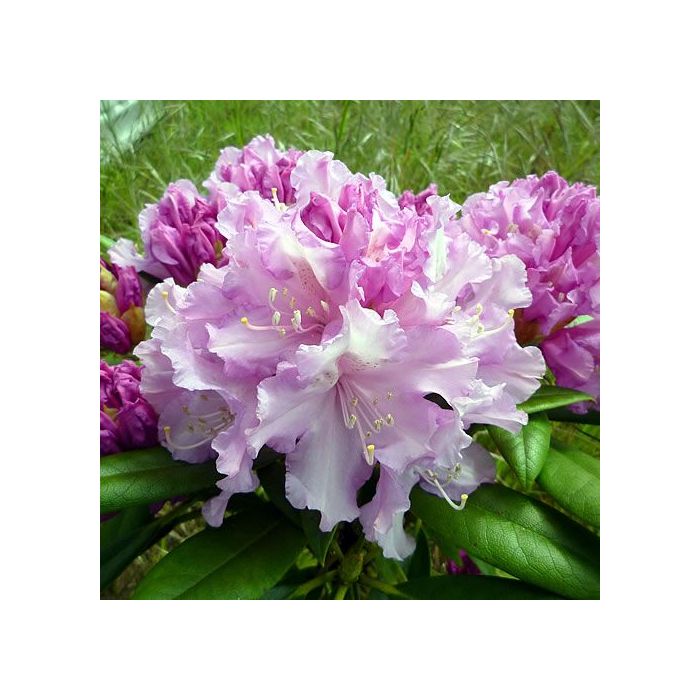 Rhododendron 'Caroline Allbrook' - Rododendron