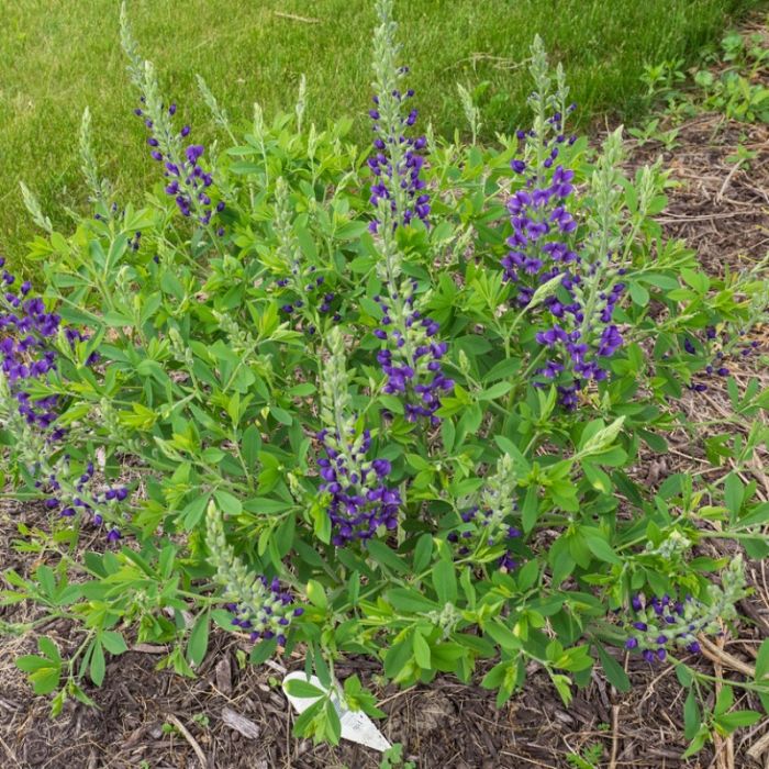 Baptisia\u0020\u0027Blueberry\u0020Sundae\u0027\u0020\u002D\u0020Valse\u0020Indigo Baptisia\u0020\u0027Blueberry\u0020Sundae\u0027\u0020\u002D\u0020Valse\u0020Indigo