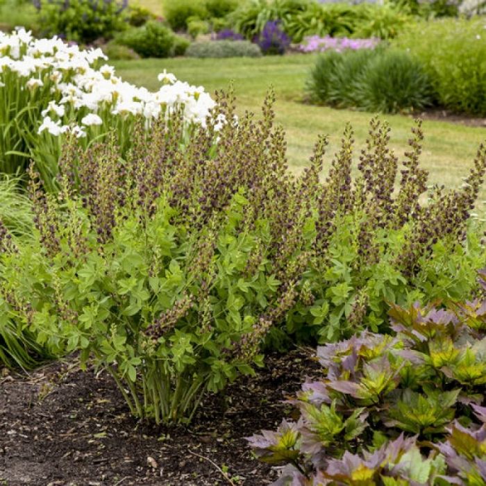 Baptisia\u0020\u0027Dark\u0020Chocolate\u0027\u0020\u002D\u0020Valse\u0020Indigo Baptisia\u0020\u0027Dark\u0020Chocolate\u0027\u0020\u002D\u0020Valse\u0020Indigo