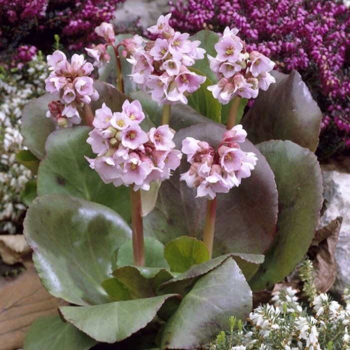 Bergenia 'Baby Doll' - Schoenenlappersplant