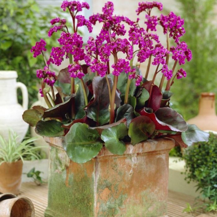 Bergenia cordifolia 'Eroica' - Schoenenlappersplant